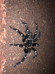 Acanthoscurria geniculata