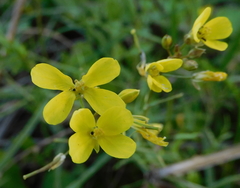 Diplotaxis catholica