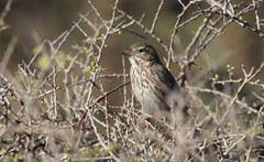Passerculus sandwichensis rostratus