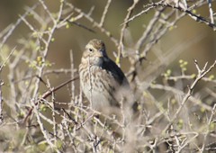 Passerculus sandwichensis rostratus