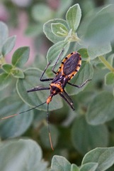Zelus leucogrammus