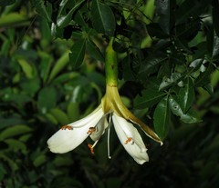 Ceiba samauma