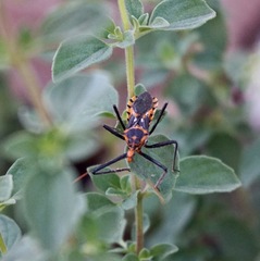 Zelus leucogrammus