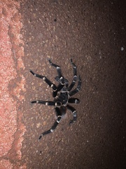 Acanthoscurria geniculata