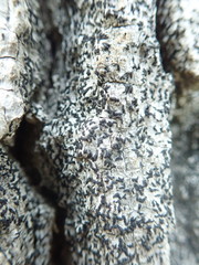 Alyxoria varia
