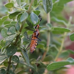 Zelus leucogrammus