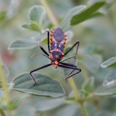 Zelus leucogrammus