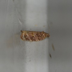 Argyrotaenia tabulana