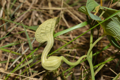 Aristolochia fimbriata