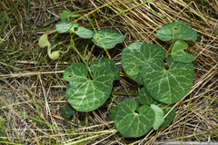 Aristolochia fimbriata