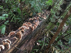 Rhodofomitopsis feei