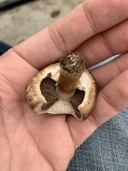 Agaricus campestris
