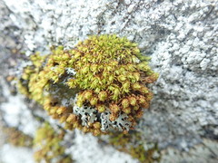 Plenogemma phyllantha