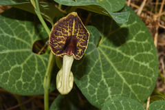 Aristolochia fimbriata