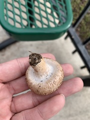 Agaricus campestris