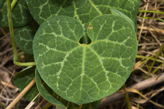 Aristolochia fimbriata