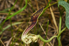 Aristolochia fimbriata