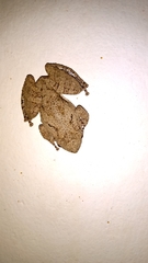 Scinax acuminatus