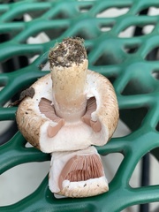 Agaricus campestris