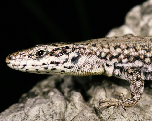 Catalonian Wall Lizard, photo 9 of 9