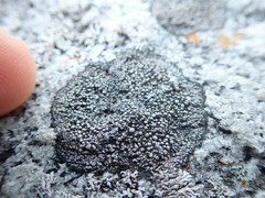 Rhizocarpon geminatum