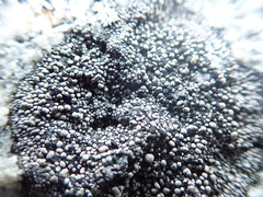 Rhizocarpon geminatum