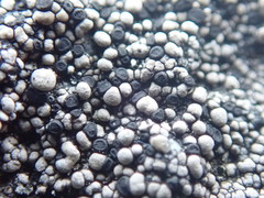 Rhizocarpon geminatum