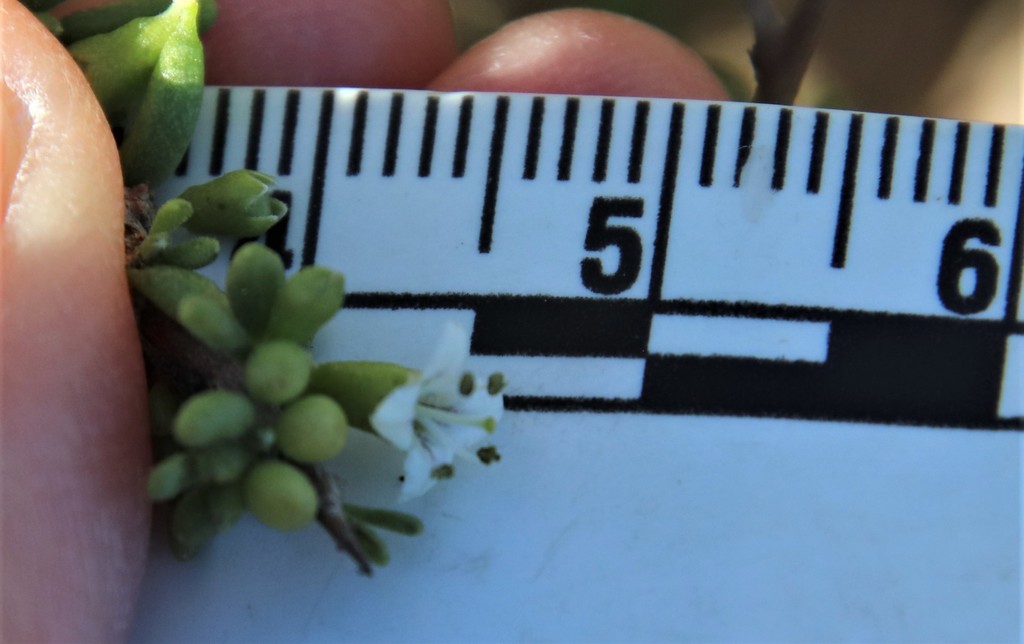 California desert-thorn (Lycium californicum)