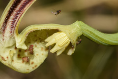 Aristolochia fimbriata