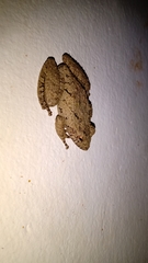 Scinax acuminatus