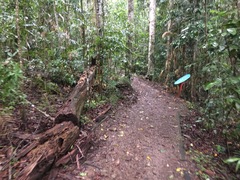 Rhodofomitopsis feei