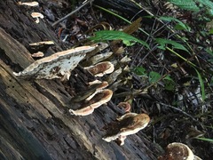 Rhodofomitopsis feei