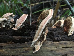 Rhodofomitopsis feei