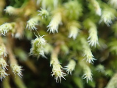 Hedwigia stellata