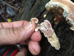 Rhodofomitopsis feei