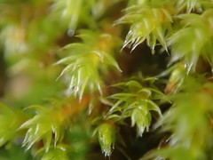 Hedwigia stellata