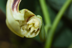 Aristolochia fimbriata