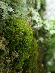 Hymenoloma crispulum