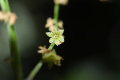Dioscorea campestris