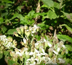 Copestylum tamaulipanum