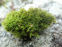 Hymenoloma crispulum