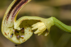 Aristolochia fimbriata