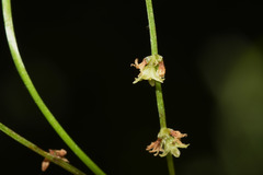 Dioscorea campestris