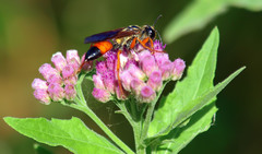 Pluchea odorata odorata