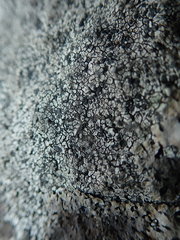 Circinaria caesiocinerea