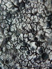 Circinaria caesiocinerea