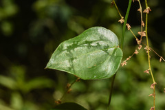 Dioscorea campestris