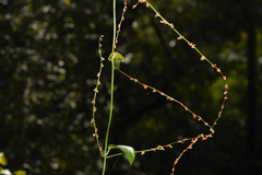 Dioscorea campestris