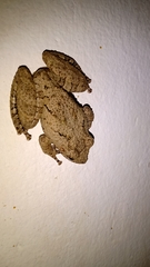 Scinax acuminatus