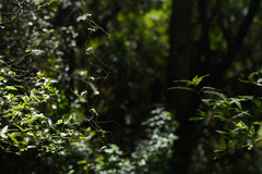 Dioscorea campestris